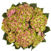 Гортензия Hydrangea Candy Lips Pink